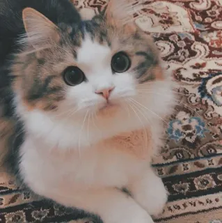 🐱 kot, zwierzę, zwierzę domowe, słodki, kociak telegram sticker