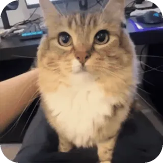🤩 gatto, carino, animale domestico, animale, gatto domestico, soffice telegram sticker