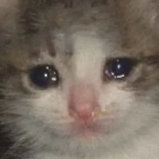 💧 Katze, Kätzchen, traurig, Tränen, weinen, emotional telegram sticker