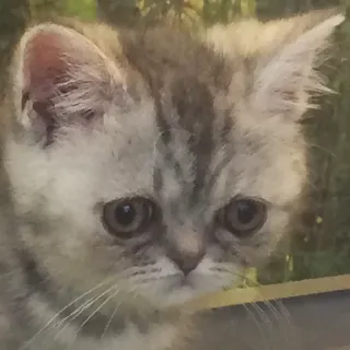 😲 Katze, Kätzchen, süß, Tier, Haustier, Hauskatze, Katzenartig telegram sticker