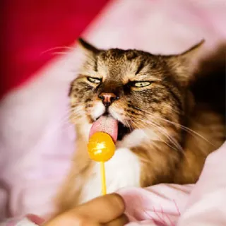 😋 gatto, lecca lecca, animale, carino, divertente, animale domestico telegram sticker