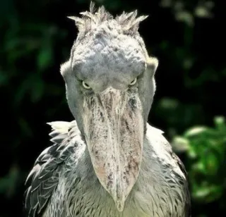 😡 bico-de-sapato, pássaro, animal, vida selvagem, natureza telegram sticker