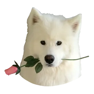 🌹 犬, サモエド, 花, バラ, かわいい, ペット, 動物 telegram sticker