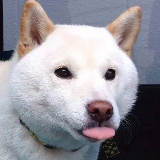 😛 cane, animale, animale domestico, Shiba Inu, lingua, carino, bianco telegram sticker