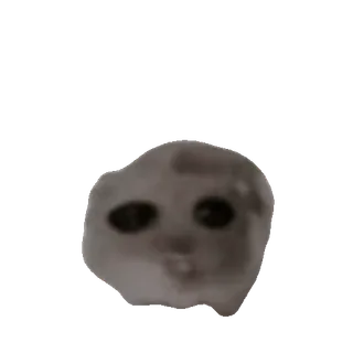 🐹 chat, mème, drôle, triste, internet, animal telegram sticker