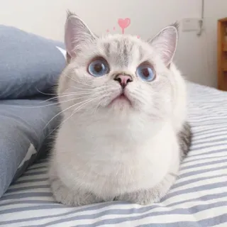 🐈 猫, 可愛い, ペット, 動物, 目, 子猫, ネコ科, 家畜 whatsapp sticker