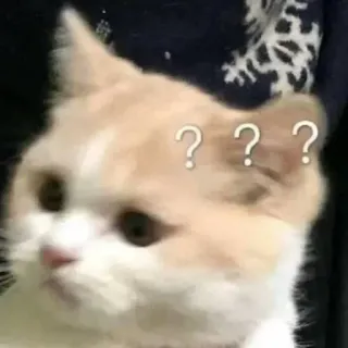 😂 ??? 猫, はてなマーク, 混乱, 不安, ミーム, 動物 whatsapp sticker