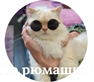 🍺 По рюмашке? кот, солнцезащитные очки, русский, животное, милый, смешной whatsapp sticker