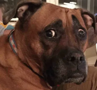 👀 chien, boxer, mignon, animal, animal de compagnie, peur, drôle telegram sticker