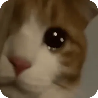 @just_a_humble_cat Cat Universe telegram stickers