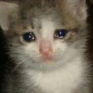 🥺 고양이, 새끼 고양이, 우는, 슬픈, 밈, 애완 동물, 동물, 귀여운 telegram sticker