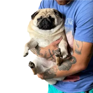 😖 pies, mops, zwierzę domowe, zwierzę, słodki telegram sticker