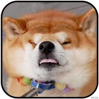 DogS @IMG2D telegram stickers