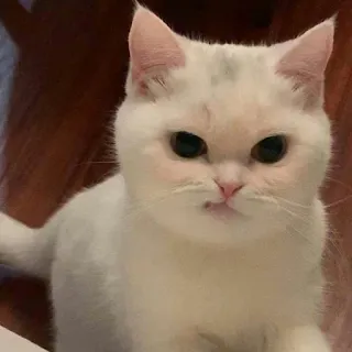 😠 고양이, 흰 고양이, 동물, 애완동물, 귀여운, 고양이과 telegram sticker