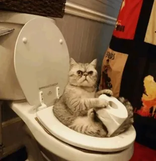 🐱 expresses the cat kucing, toilet, humor, binatang, hewan peliharaan, lucu, lol telegram sticker