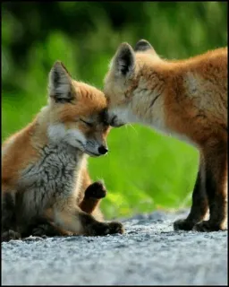 🦊 fuchs, tier, natur, wildtier, säugetier, süß, füchse telegram sticker