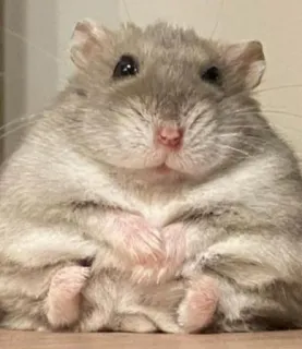 😳 hamster, cute, pet, animal, rodent telegram sticker