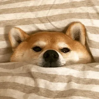 🐕 perro, shiba inu, lindo, animal, mascota, dormir, manta whatsapp sticker