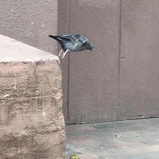 😒 pigeon, bird, jumping, flying, animal, wildlife whatsapp sticker