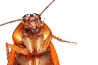 😑 cockroach, insect, pest, bug, creepy whatsapp sticker