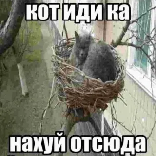 🌟 КОТ ИДИ КА 
НАХУЙ ОТСЮДА chat, nid d'oiseau, langage offensant telegram sticker