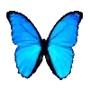 🦋
