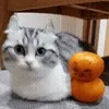 🍊