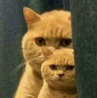 😭 кот, животные, милый, питомцы telegram sticker
