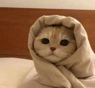 😿 кот, плед, милый, животное, питомец, сонный whatsapp sticker