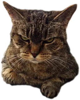 😠 cat, feline, animal, pet, domestic cat, tabby, mammal telegram sticker