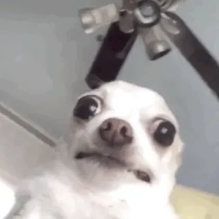 😮 Hund, Chihuahua, lustig, Tier whatsapp sticker