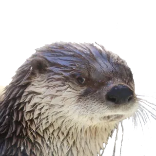 😒 Выдра, Животное, Млекопитающее, Природа, Дикая природа telegram sticker