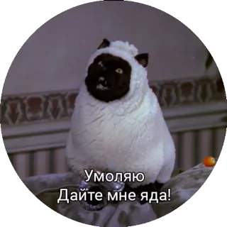 😩 Умоляю Дайте мне яда! 猫, 動物, リクエスト, ミーム, 面白い telegram sticker