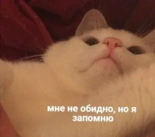 🤍 мне не обидно, но я запомню gato, meme, engraçado, animal, russo, citação, gato branco telegram sticker