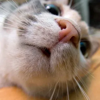😊 gatto, animale, animale domestico, felino, gatto domestico, primo piano, mammifero telegram sticker