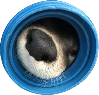 🔵 pies, nos, niebieski, zwierzę, słodki, zwierzak telegram sticker