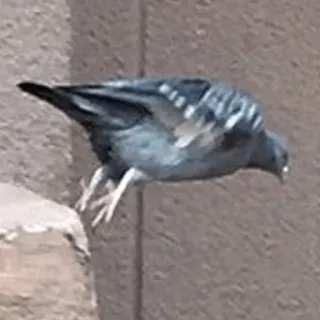 😒 pigeon, bird, flying, nature, wildlife, animal whatsapp sticker
