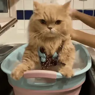 🐾 gato, gatinho, animal de estimação, fofo, banho, animal, gato doméstico telegram sticker