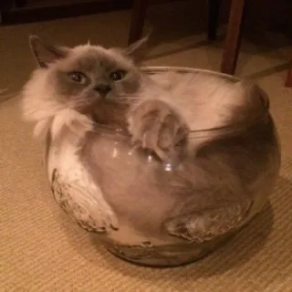 🤨 gato, mascota, animal, gatito, lindo, doméstico, tazón, ragdoll telegram sticker