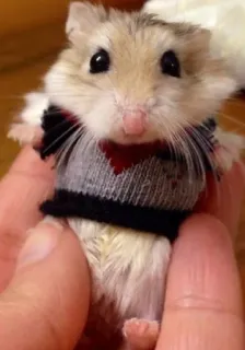 😍 hamster, pet, cute, animal, rodent, sweater telegram sticker