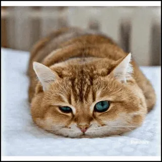 🐾 Katze, Haustier, Tier, Katzenartig, Hauskatze, Süß, Kätzchen telegram sticker