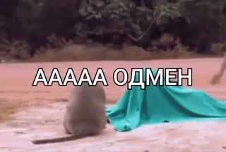 🙈 AAAAA ОДМЕН singe, animal, nature, mème, drôle whatsapp sticker