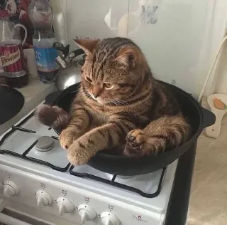 🥱 Katze, Haustier, Haustier, lustig, Küche, Tier, Herd, Pfanne telegram sticker