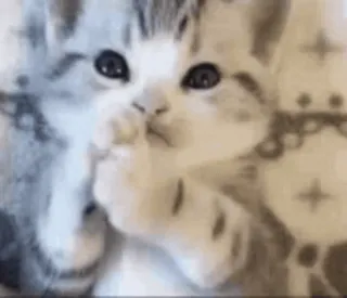 🙏 고양이, 새끼 고양이, 동물, 귀여운, 애완동물, 애완동물, 고양이과 telegram sticker