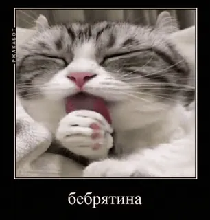 Яна Цист :: @fStikBot whatsapp stickers