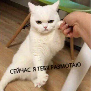 😡 СЕЙЧАС Я ТЕБЯ РАЗМОТАЮ gatto, gatto bianco, divertente, meme, russo whatsapp sticker