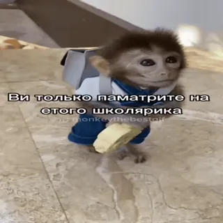 🐵 Вы только поматрите на етого школярика mono, mochila, animal, escuela, meme, divertido whatsapp sticker