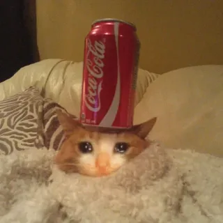 😩 猫, コカ・コーラ, 飲み物, 可愛い, 動物, 悲しい telegram sticker