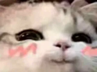 ‼️ Katze, süß, erröten, Tier, Kätzchen telegram sticker