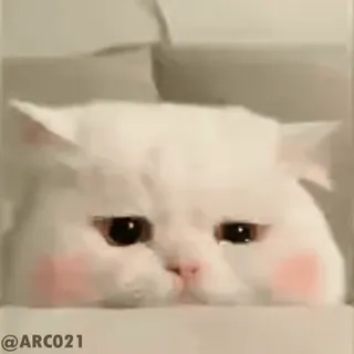 🥺 @ARC021 kucing, kucing putih, lucu, binatang, hewan peliharaan, hewan peliharaan whatsapp sticker